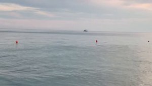 Дельфины подплыли к берегу