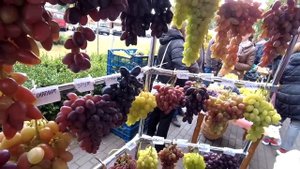 ??Опять Удивили. Выставка Винограда в Пинске 2022. Виноград объединяет.