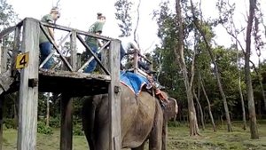 Как туристы садятся на слона. Читван, Непал