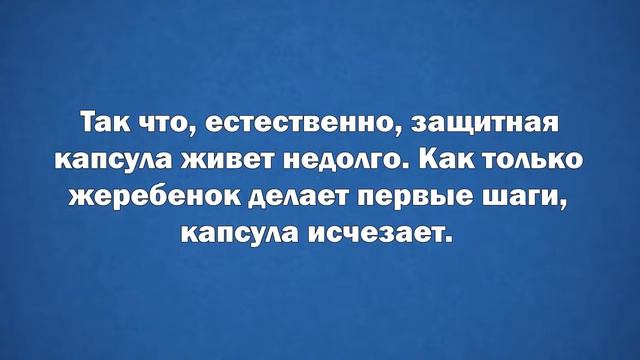 Люди ломают голову над этими странными созданиями смотреть онлайн