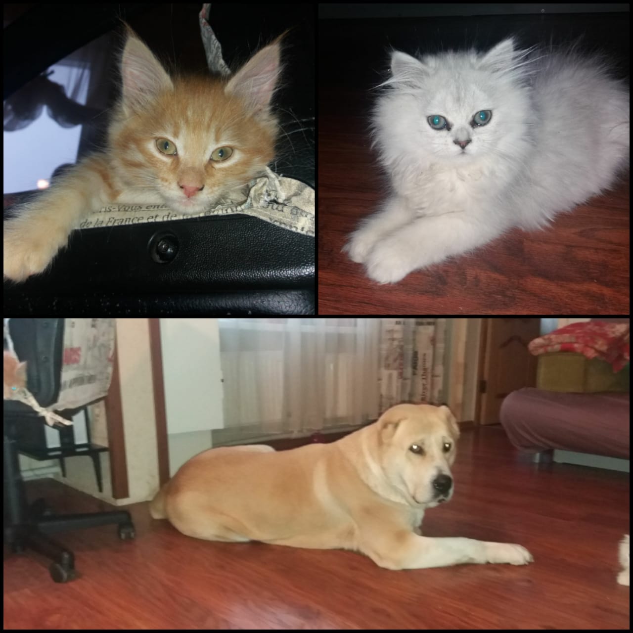 Кошачья милота смотреть онлайн