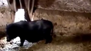 ВЬЕТНАМСКИЕ СВИНЬИ.Уход и содержание.