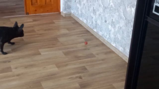 Собака нашла сама себе развлечение смотреть онлайн