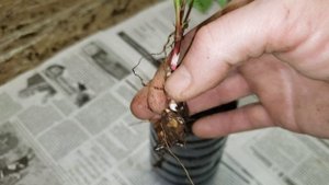 Ежевика Прайм Арк Фридом. Первая крапивка.