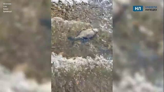 На водохранилище под Липецком зафиксирован массовый исход рыбы к берегу