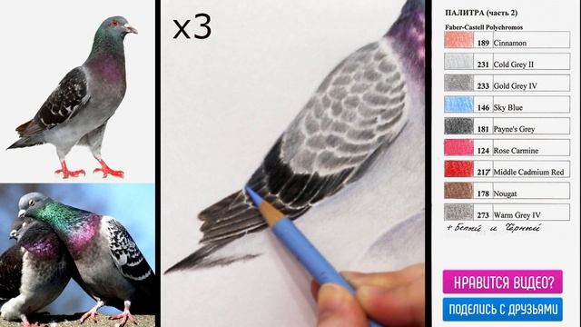 ГОЛУБЬ ?✔ Как нарисовать птицу цветными карандашами (часть 2) / HowToDraw a pigeon смотреть онлайн
