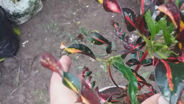 Corton Mummy Plant, Golden Flower Nursery