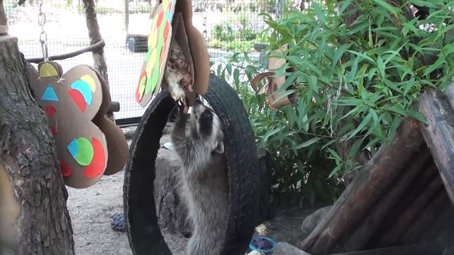 Показательное кормление енотов и носух. Ленинградский зоопарк. Санкт-Петербург смотреть онлайн