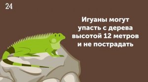 50 интересных фактов о животных для детей