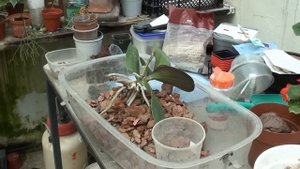 Как пересадить фаленопсис. Пересадка фаленопсиса.  Сайт sadovymir.ru