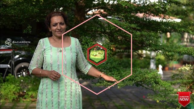 Beutiful Home Garden/ Garden Setting Ideas/Garden Tour/ Plants and Names | Garden tour in Malayalam смотреть онлайн
