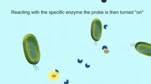 Fluorescent probe for bacteria detection-concept