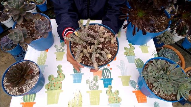 Suculentas que no recomiendo comprar 😓😩 V13 #like #suculentas #viral #xalapa #fyp #youtube #jardin смотреть онлайн