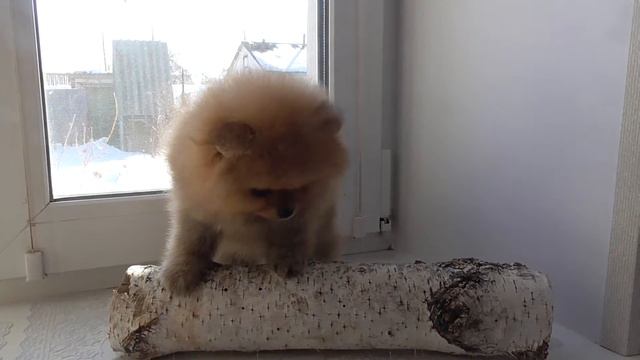 Малыш шпица миник, продажа. смотреть онлайн