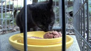 GEOFFROY CAT Species Spotlight