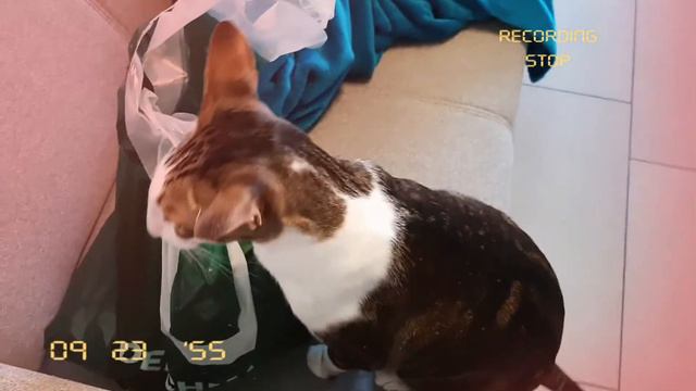 Ориентальный кот встречает нас и проверяет сумки| Oriental Cat Meets His Humans