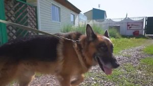 Соревнования служебных собак на КрасЖД