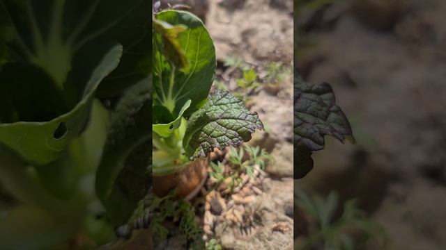 ?♀️??| #SelfEmpowerment | #WeBecomeWhatWeEatAndHowWeDance | #Natural #Processed #YourChoice |?♀️? смотреть онлайн