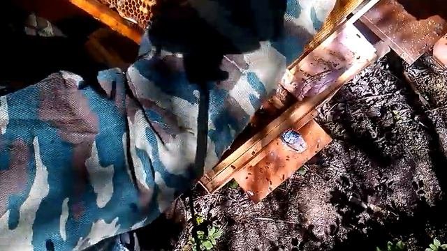 Осмотр отводка на наличие маточников на открытый расплод через три дня. 08.05.2018.