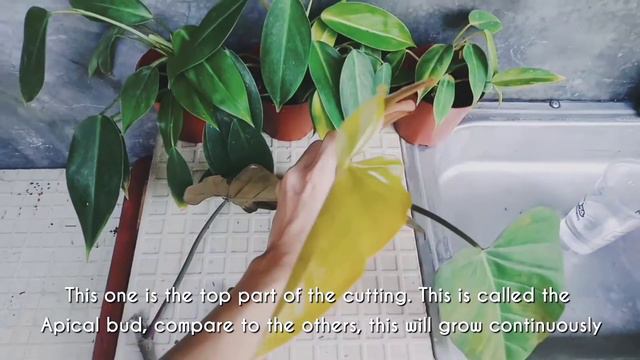 How to Propagate "Philodendron Red Emerald" from Cuttings | PH смотреть онлайн