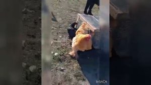 выставка голубей нижнегорский р н.желябовка.глазами любителя28 11 2020