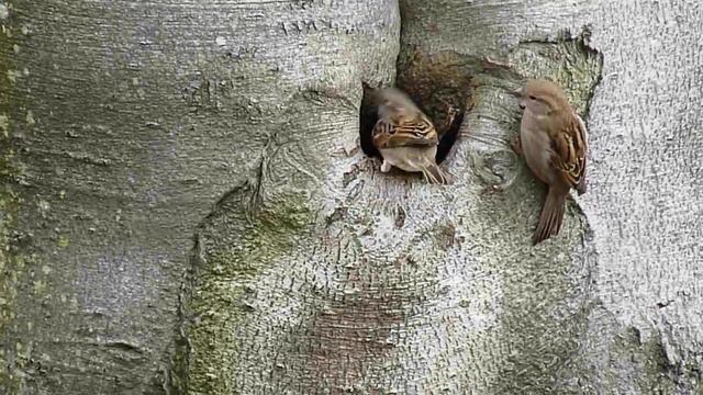 Panasonic Lumix FZ28 hd movie test смотреть онлайн