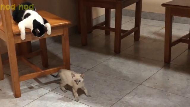 Cute Kittens worrying about cat diseases. 【A Cat Hospitalized】Yamato's VLOG#28 смотреть онлайн