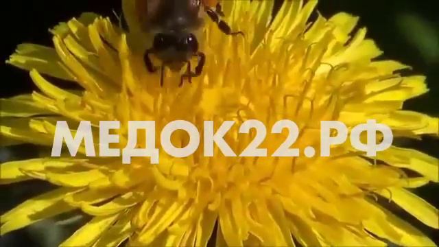 Как пчелы собирают нектар и пыльцу