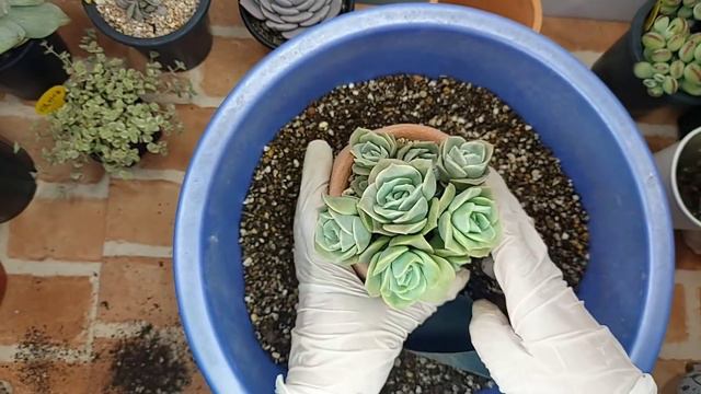 러블리로즈 키우기 & 분갈이 하기 ( Echeveria Lovely Rose, Graptoveria Lovely Rose) 多肉植物, Korean succulents смотреть онлайн
