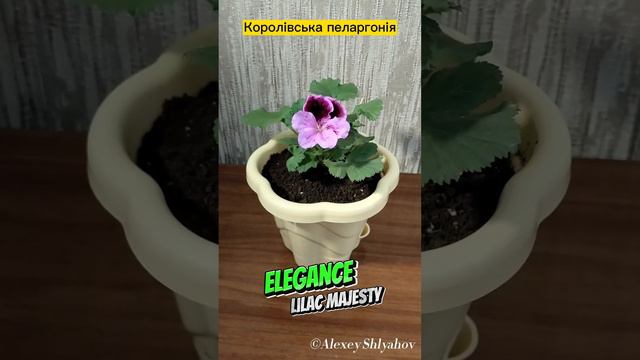 Королівська пеларгонія Elegance Lilac Majesty