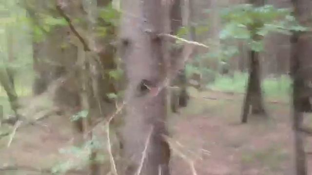 Лесная дорога бавыкино 2 смотреть онлайн