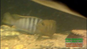 Новые растения в 100 литровый аквариум.Эхинодорус,монте карло,хемиантус микрантемоидес.Нерест цихли