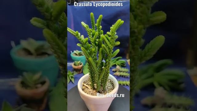 Crassula Lycopodioides - Крассула Плауновидная