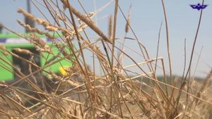 САМОХОДНАЯ КОСИЛКА ПЛЮЩИЛКА"МЕЩЕРА Е-403" ? ЕГОРЬЕВСКИЙ МЕХАНИЧЕСКИЙ ЗАВОД #самоходнаякосилка