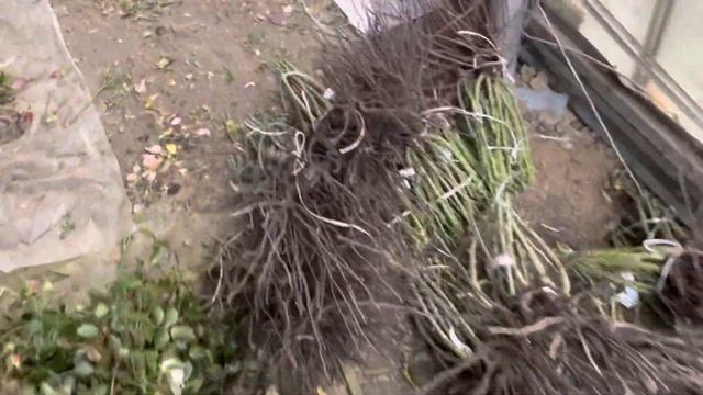 Кусты роз приготовили для отправки заказов на весну! смотреть онлайн