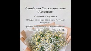 Как запомнить семейства покрытосеменных?