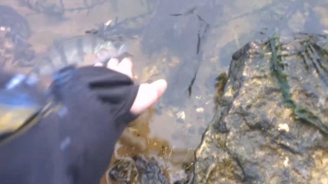 Ловля спиннингом на реке Пехорка 05.02.2014 смотреть онлайн