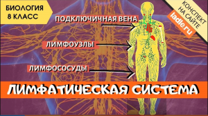 Лимфатическая система человека. Анатомия. Биология 8 класс. Лимфоциты, лимфоузлы. Лимфа в организме