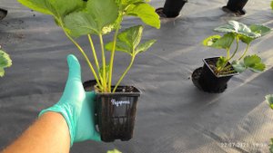 Как же выглядят наши саженцы клубники