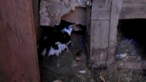 2 #индоутки сидят в одном гнезде, как они там помещаются?