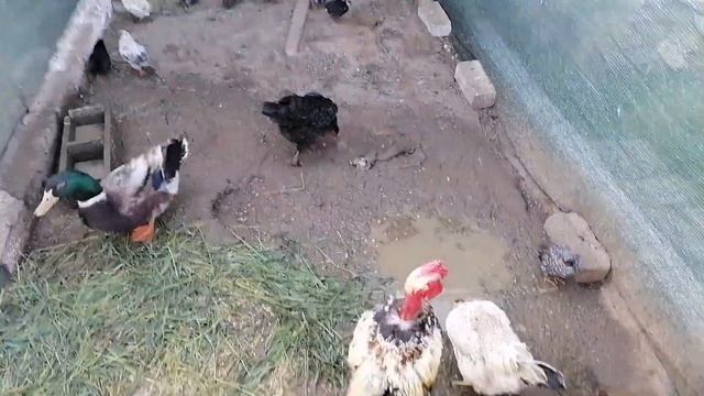 Новые питомцы, обзор сельской жизни?? смотреть онлайн