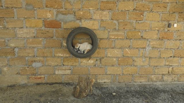 Что можно сделать из старой шины смотреть онлайн