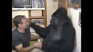 Робин Уильямс и горилла Коко