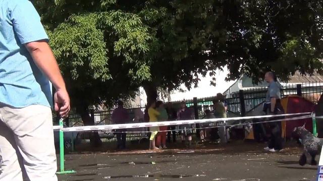 Моно керри блю терьеров 25 августа 2013. Екатеринбург. смотреть онлайн