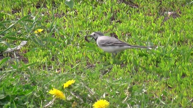 Трясогуска поймала гусеницу смотреть онлайн