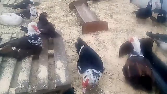 Индоутки (мускусные утки) зимуют в теплице. Утям нравится. Обустройство. смотреть онлайн