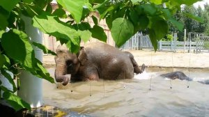 Слон купается