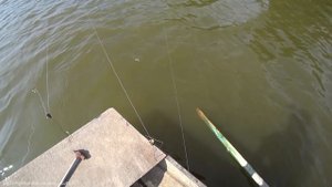 БЕШЕНЫЙ КЛЁВ ГУСТЕРЫ с лодки в деревне! Норма за пару часов! Рыбалка на закидушку, на червя.