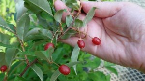 ОДЕССА❤ ГУММИ поспел  в саду лох многоцветковый сладкая ягода вкусняшка ГУМИ