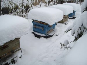 Работают пчёлы. Улей из пенопласта.